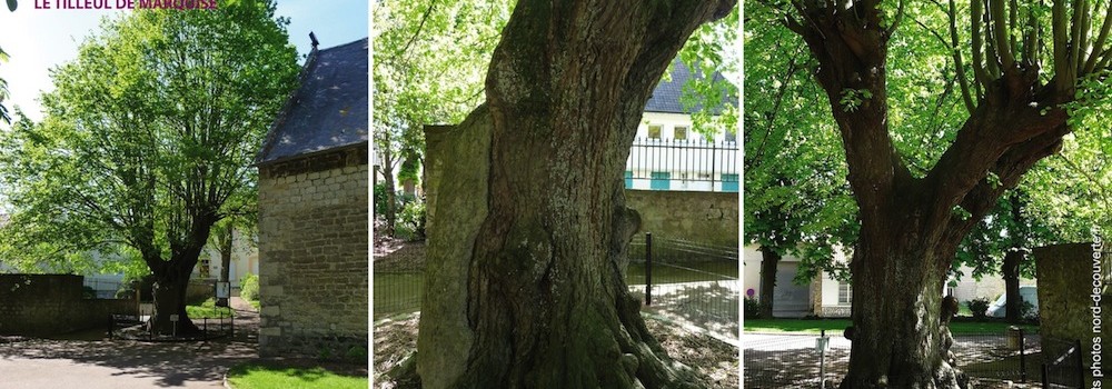 tilleul-marquise-arbre-remarquable