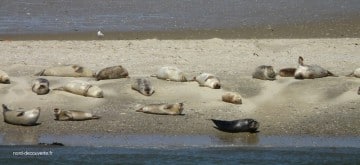 banc de sable où se reposent les phoques et veaux marins