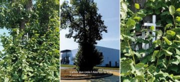 vue du nouvel aménagement de l'arbre aux croix d'Aire-sur-la-lys