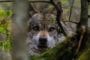 loup en forêt pour illustrer le leu pindu de la Neuville