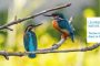 programme-affiche-des-sorties-nature-nord